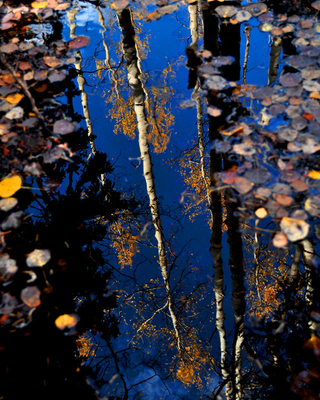 Illustration for article titled Shooting Challenge Fall Leaves Gallery 6
